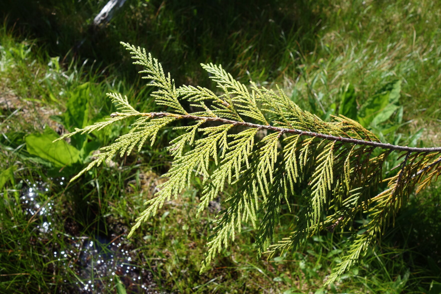 3. Alaska yellow cedar.jpg